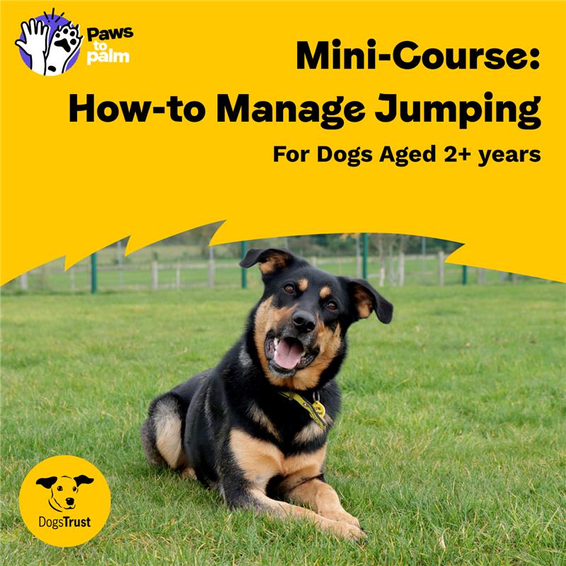 Mini-Course: How-to Manage Jumping, For Dogs Aged 2+ Years
