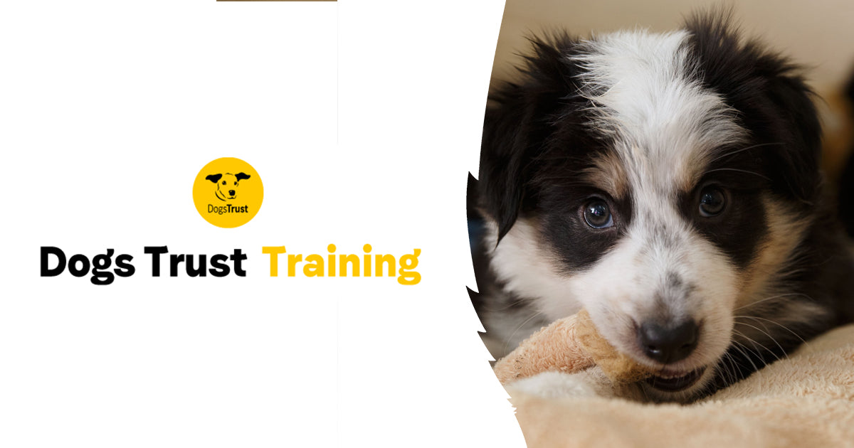 About Dogs Trust Dogs Trust Training about-dogs-trust-dogs-trust-training