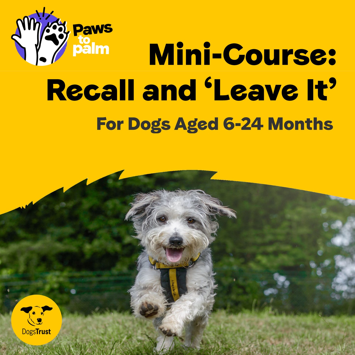 Mini-Course: Recall and “Leave It”, For Dogs aged 6-24 Months