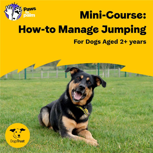 Mini-Course: How-to Manage Jumping, For Dogs Aged 2+ Years