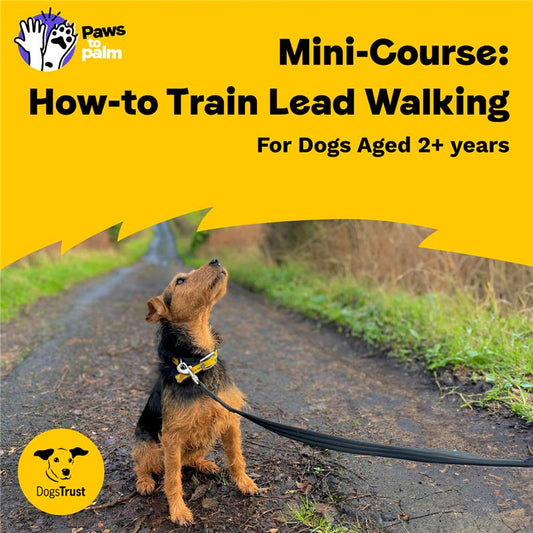 Mini-Course: How-to Train Lead Walking, For Dogs Aged 2+ Years