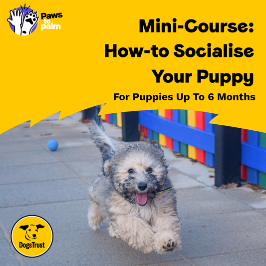 Mini-Course: How-to Socialise Your Puppy, For Puppies Up To 6 Months