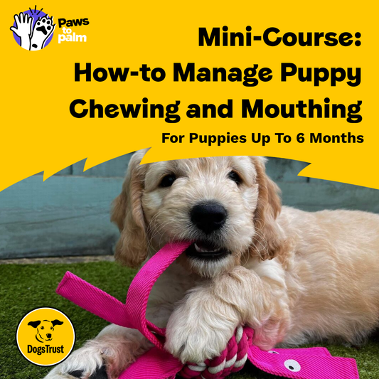 Mini-Course: How-to Manage Puppy Chewing and Mouthing, For Puppies Up To 6 Months