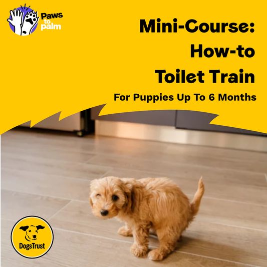 Mini-Course: How-to Toilet Train Your Puppy, For Puppies Up To 6 Months
