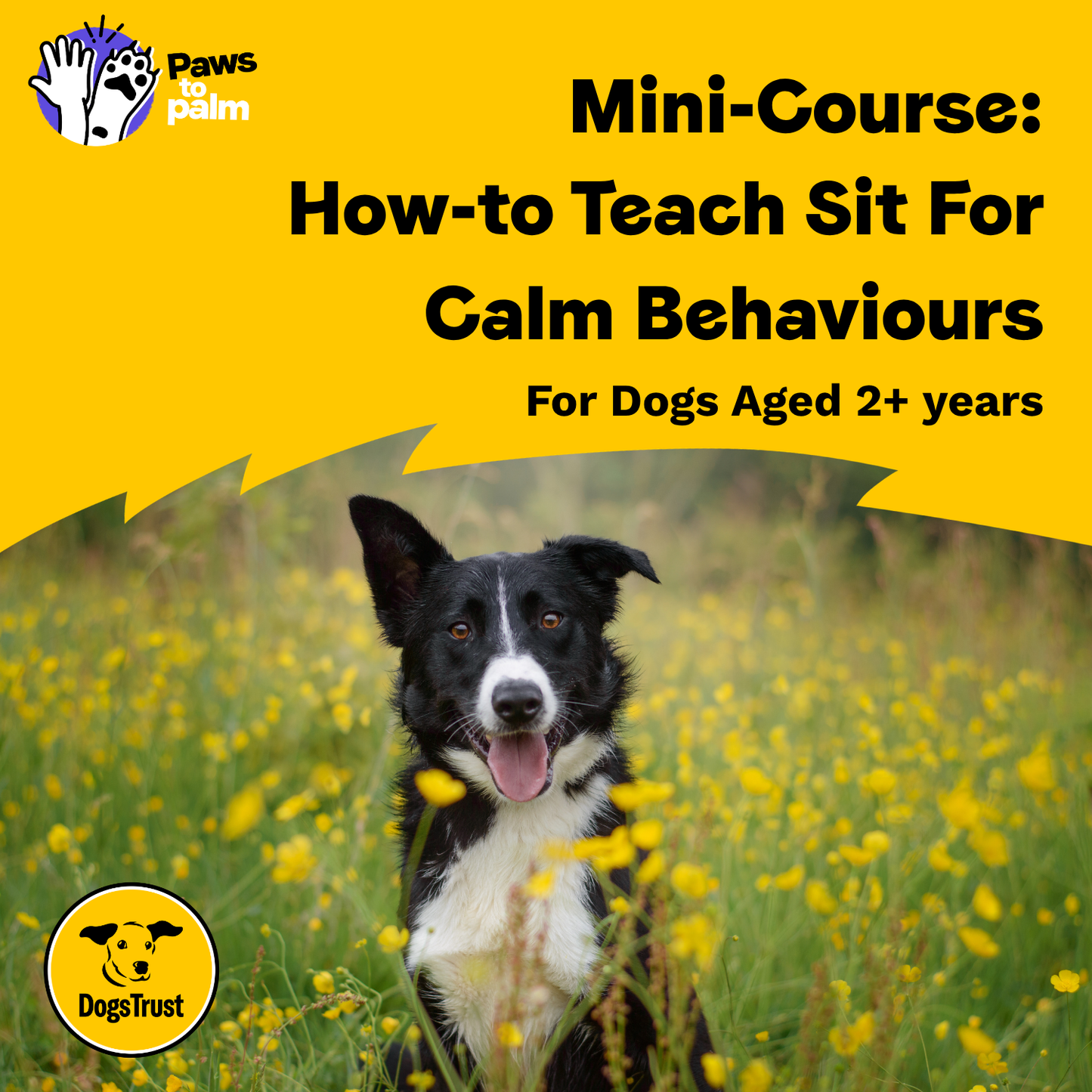 Mini-Course: How-to Teach Sit for Calm Behaviours, For Dogs Aged 2+ Years