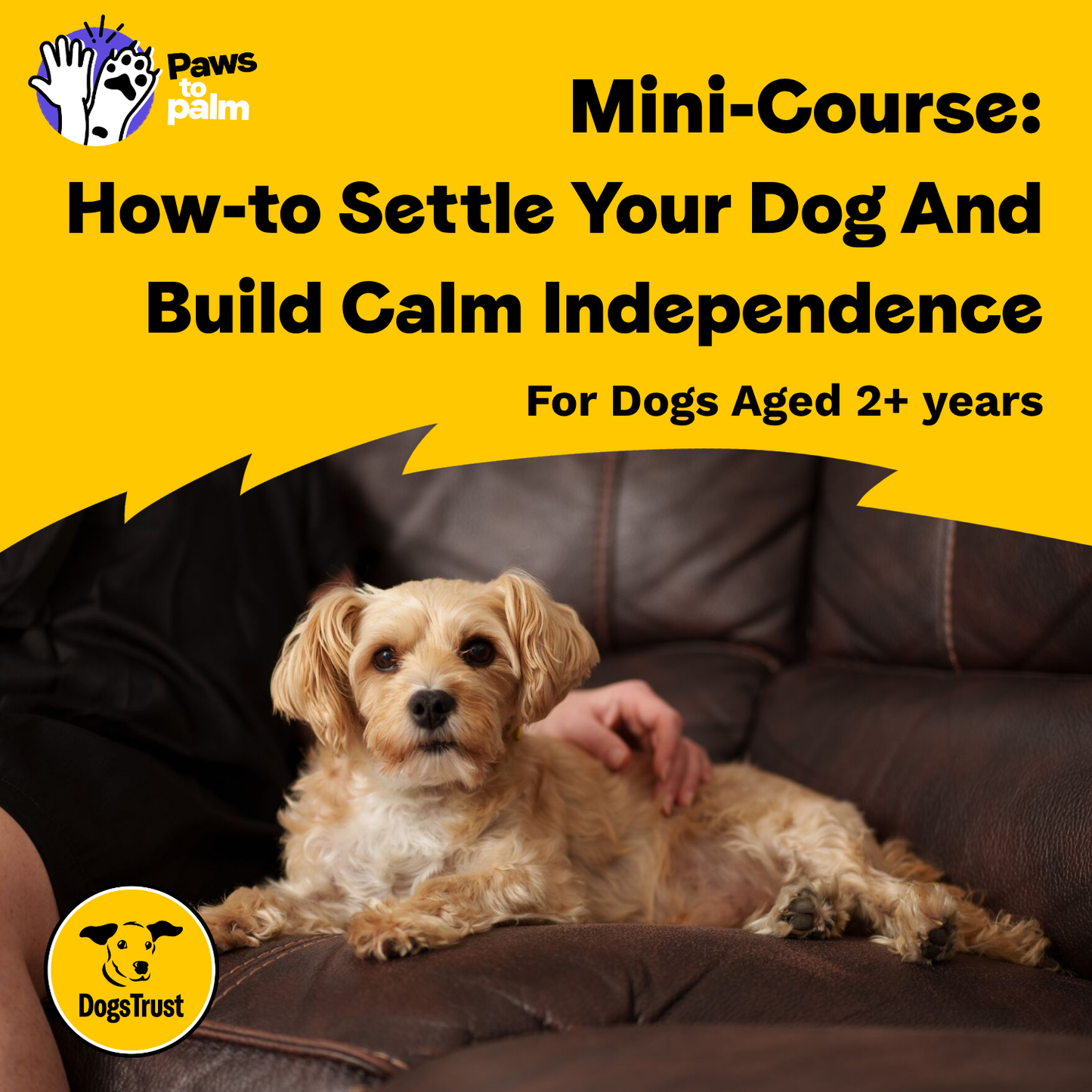 Mini-Course: How-to Settle Your Dog and Build Calm Independence, For Dogs Aged 2+ Years