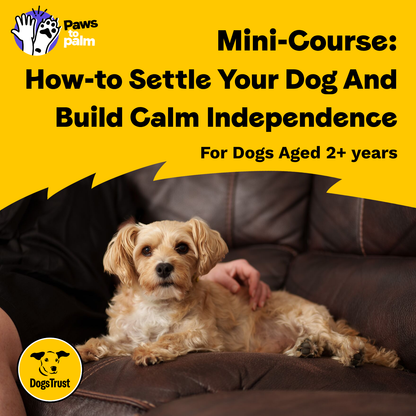 Mini-Course: How-to Settle Your Dog and Build Calm Independence, For Dogs Aged 2+ Years