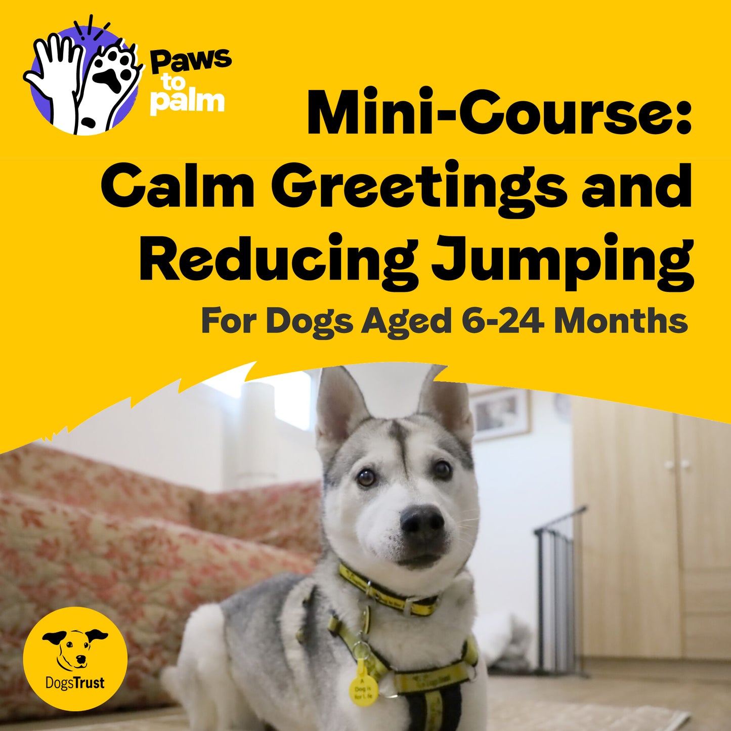 Mini-Course: Calm Greetings and Reducing Jumping, For Dogs aged 6-24 Months
