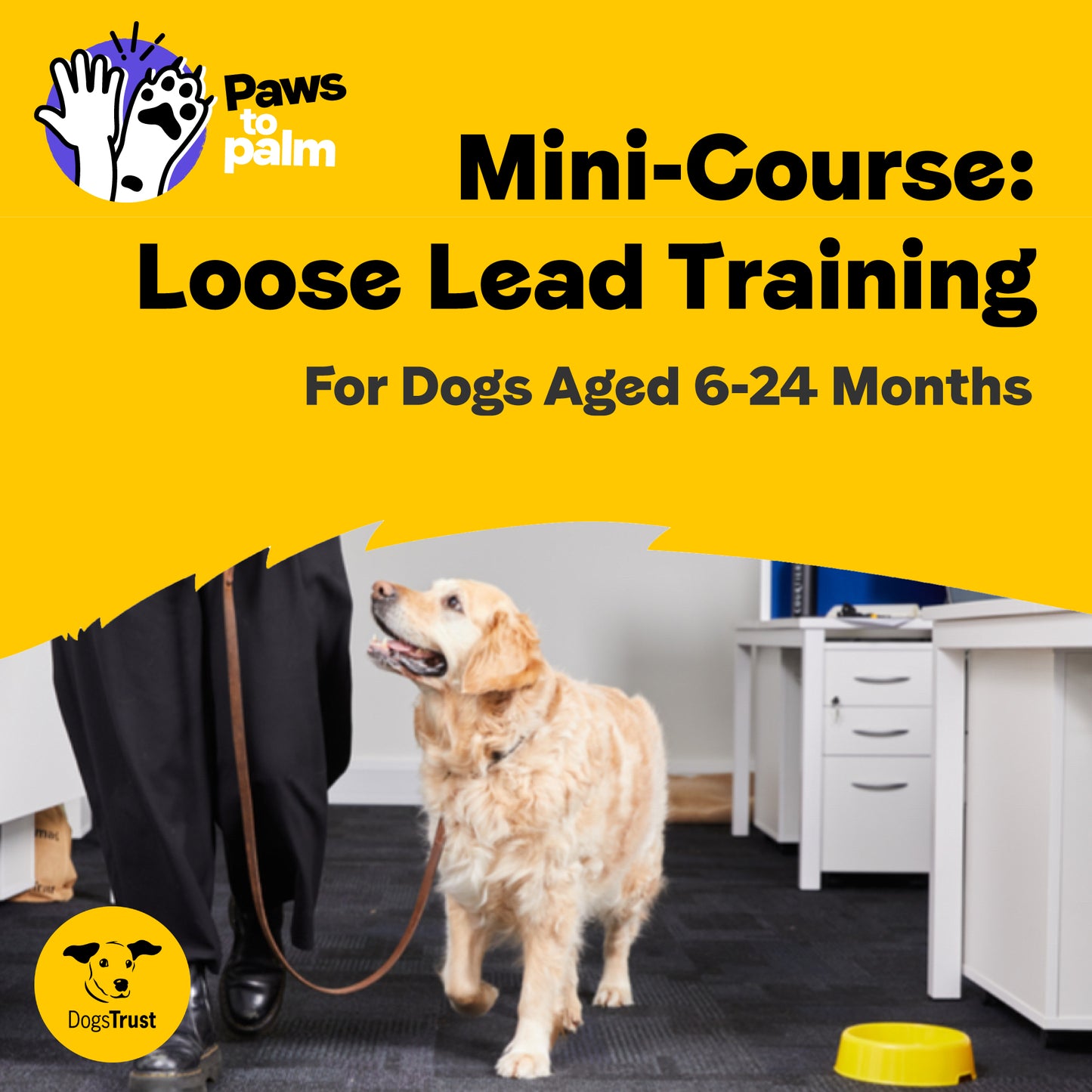 Mini-Course: Loose Lead Training, for Dogs Aged 6-24 Months