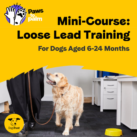Mini-Course: Loose Lead Training, for Dogs Aged 6-24 Months