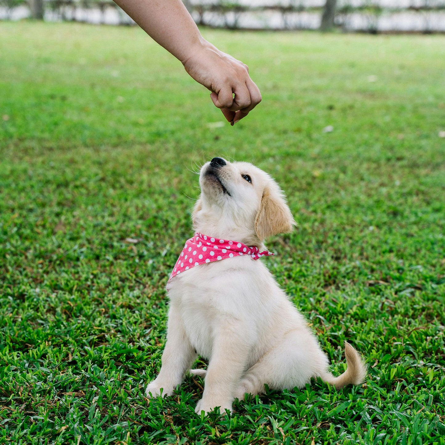 Puppy Management Training Course