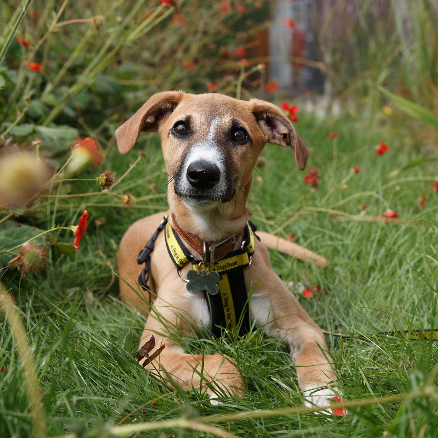 Puppy Management Training Course