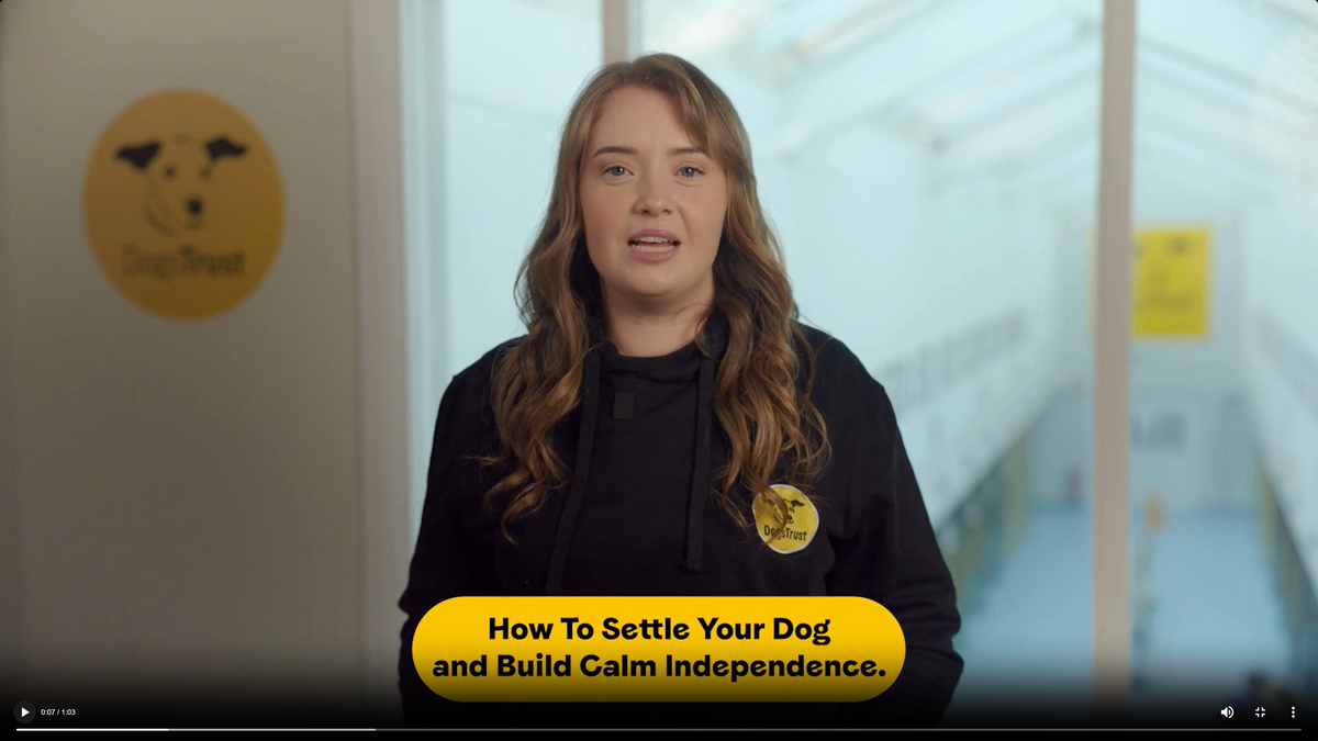 Mini-Course: How-to Settle Your Dog and Build Calm Independence, For Dogs Aged 2+ Years