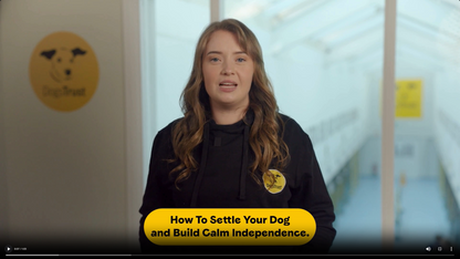 Mini-Course: How-to Settle Your Dog and Build Calm Independence, For Dogs Aged 2+ Years