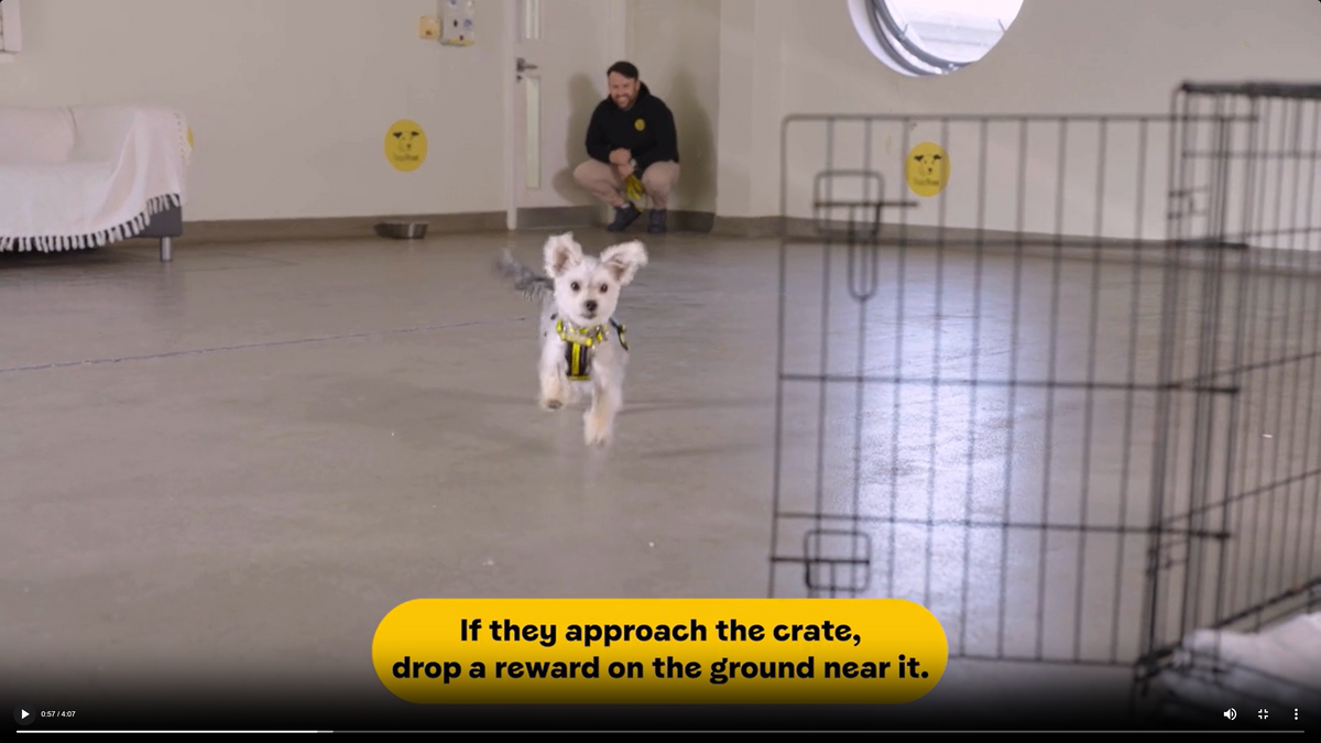 Mini-Course: How-to Settle Your Dog and Build Calm Independence, For Dogs Aged 2+ Years