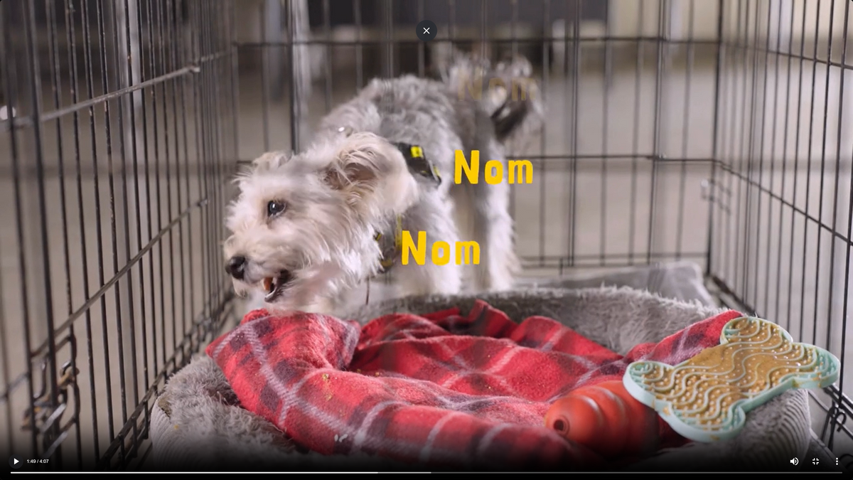 Mini-Course: How-to Settle Your Dog and Build Calm Independence, For Dogs Aged 2+ Years
