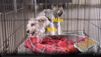 Mini-Course: How-to Settle Your Dog and Build Calm Independence, For Dogs Aged 2+ Years