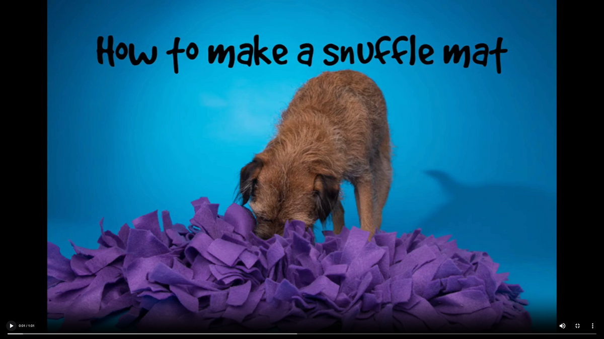 Mini-Course: How-to Settle Your Dog and Build Calm Independence, For Dogs Aged 2+ Years