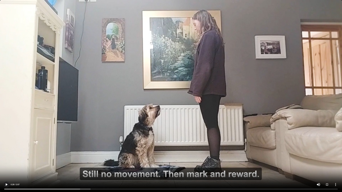 Mini-Course: How-to Teach Sit for Calm Behaviours, For Dogs Aged 2+ Years