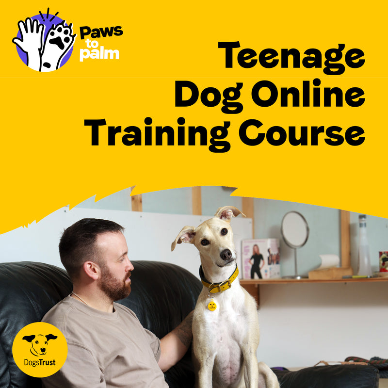 Teenage Dog Online Training Course - For Dogs aged 6-24 Months