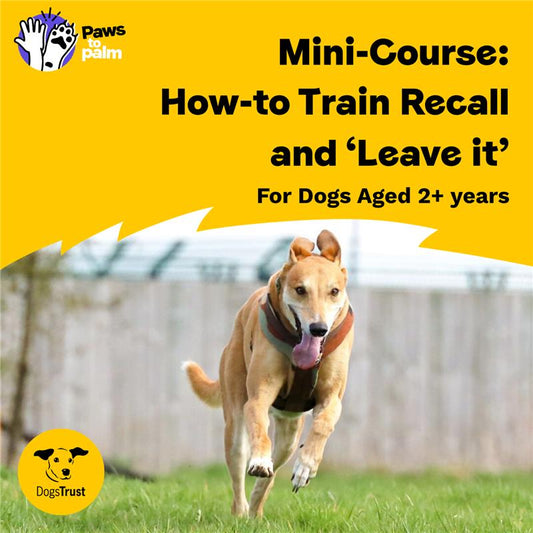 Mini-Course: How-to Train Recall and 'Leave It', For Dogs Aged 2+ Years